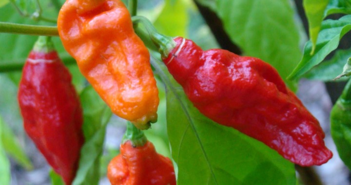 Bhut Jolokia peppers