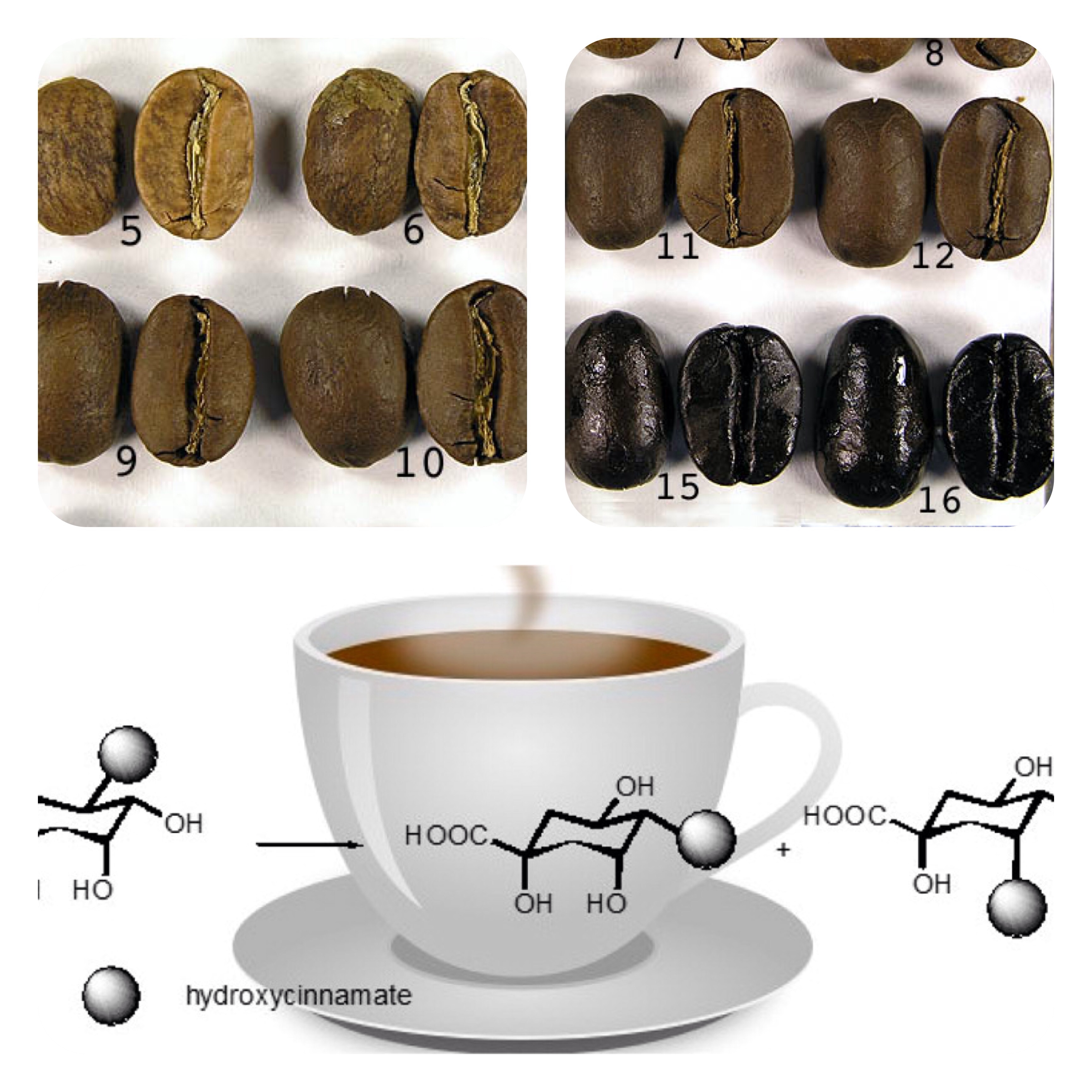 Química do Café