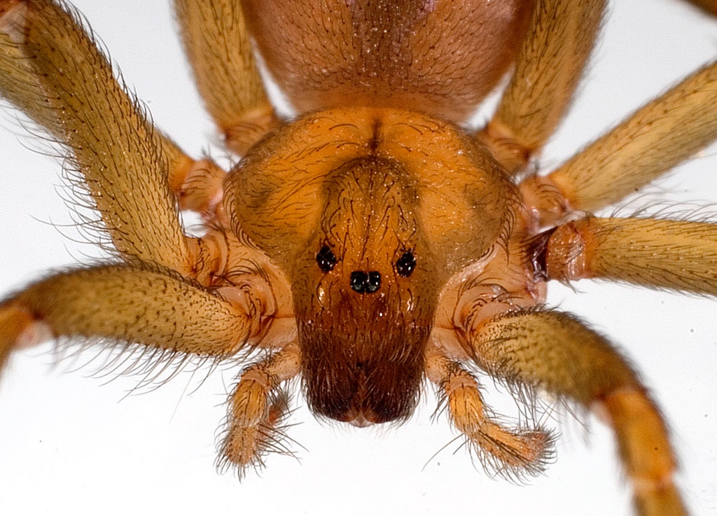 Os 3 pares de olhos da aranha marrom