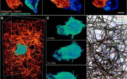 Fantásticas Imagens do interior das Células em 3D